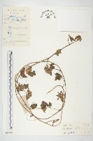 藏品(九爪藤)的圖片