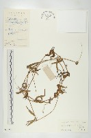 藏品(茅瓜)的圖片