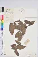 藏品()的圖片