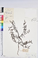 藏品(地楊桃)的圖片