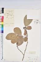 藏品(白樹)的圖片
