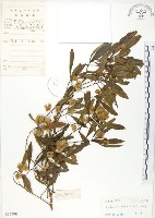 藏品(車桑子)的圖片