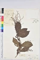 藏品(羽脈山麻桿)的圖片