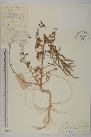 藏品(變葉藜、毛綠珠藜)的圖片