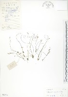 藏品(矮形光巾草)的圖片