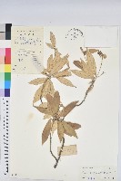 藏品(裡白巴豆)的圖片