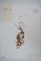 藏品(半邊蓮、鐮磨仔草)的圖片