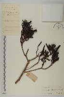 藏品(紅欖李)的圖片