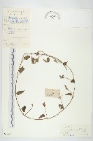 藏品(娥房藤)的圖片