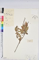 藏品(毛果巴豆)的圖片