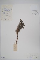 藏品(臥莖同籬生果草)的圖片