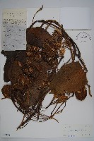 藏品(耳葉馬兜鈴)的圖片