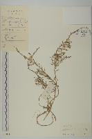 藏品(南方鹼蓬)的圖片