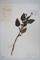 藏品(狗尾草)的圖片