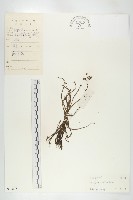 藏品(長葉茅膏菜)的圖片