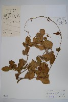 藏品(武靴藤)的圖片