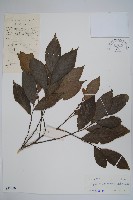 藏品(嘉陵花)的圖片