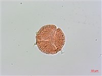 藏品(紅珠藤)的圖片