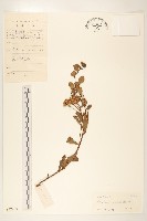 藏品(光梗闊苞菊)的圖片