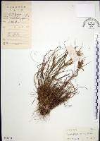 藏品(扭鞘香茅)的圖片