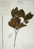 藏品(山黃梔)的圖片