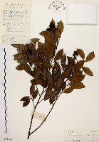 藏品(墨點櫻桃、黑星櫻)的圖片