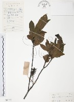 藏品(紅葉樹)的圖片