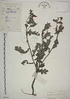 藏品(薊罌粟)的圖片