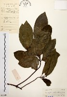 藏品(降真香)的圖片