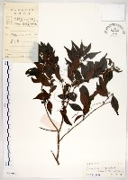 藏品(十子木、加入舅)的圖片