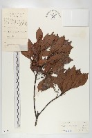 藏品(華杜英)的圖片