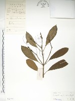 藏品(大葉木犀)的圖片