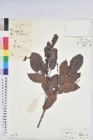 藏品(粗毛野桐)的圖片