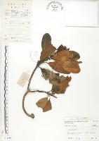 藏品(水筆仔)的圖片