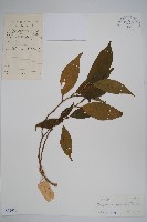 藏品(藥用狗牙花)的圖片