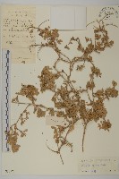 藏品(匍匐濱藜)的圖片