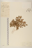 藏品(線球菊、田基黃)的圖片