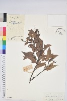 藏品(桂林栲)的圖片