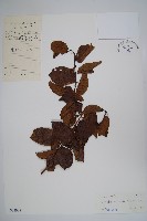 藏品(宿苞厚殼樹)的圖片