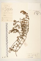 藏品(天蓬草舅)的圖片