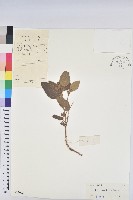 藏品(雞骨香)的圖片