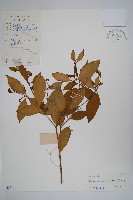 藏品(海南狗牙花)的圖片