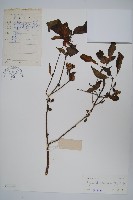 藏品(六角英, 槍刀菜)的圖片