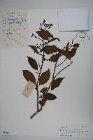 藏品(細果鐵冬青)的圖片