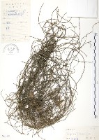 藏品(無根草)的圖片