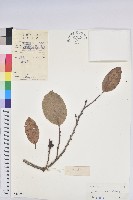 藏品(銀柴)的圖片