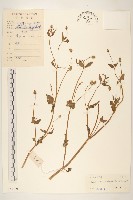 藏品(金鈕釦)的圖片