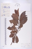 藏品(華杜英)的圖片