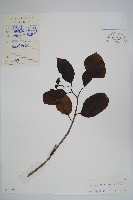 藏品(破布子)的圖片