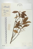 藏品(猴歡喜)的圖片